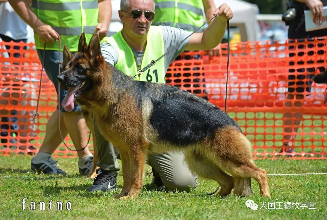 德牧名犬:塞爾維亞幼年母冠軍aqua vom radhaus