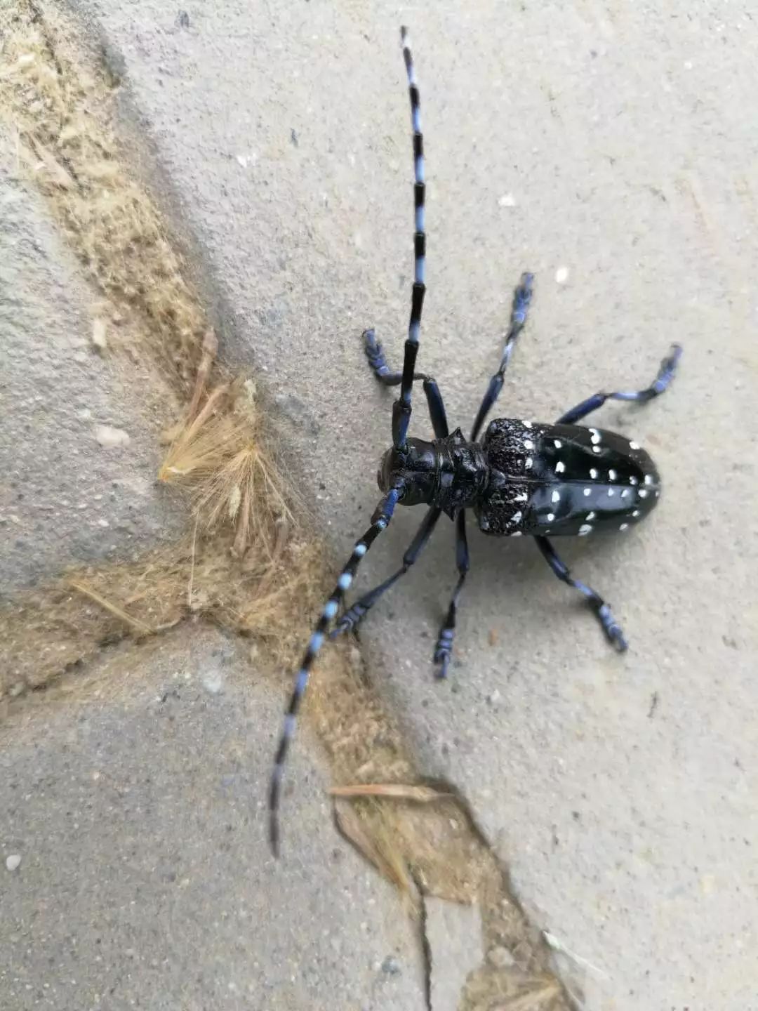 老水牛昆虫学名叫什么图片