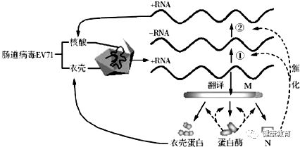 柯萨奇病毒结构图图片