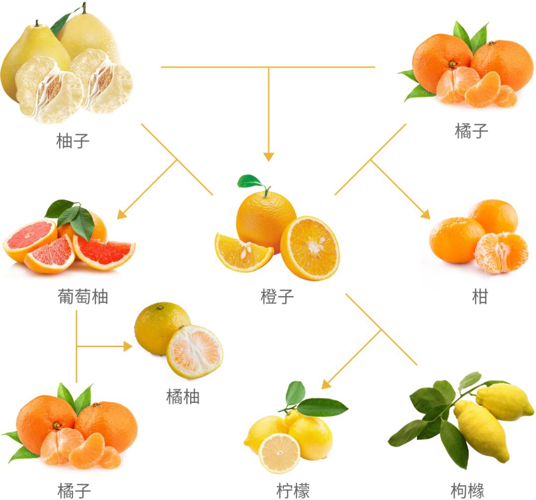 水果杂交原理图片