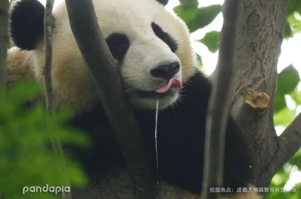 熊猫流口水表情包图片