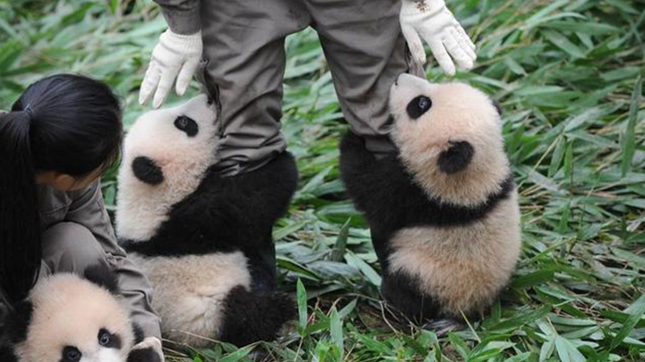 如果熊猫伤人,熊猫会被处理掉吗?看看之前是怎么做的