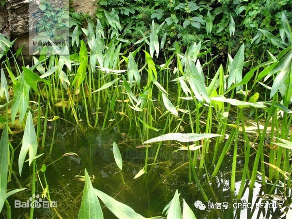 户外知识中国常见野菜及其食用89茨菰慈姑燕尾草