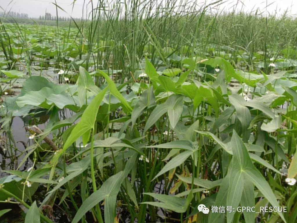 戶外知識中國常見野菜及其食用89茨菰慈姑燕尾草