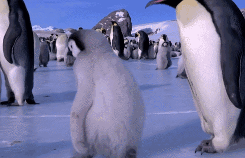 两个小企鹅污表情包图片
