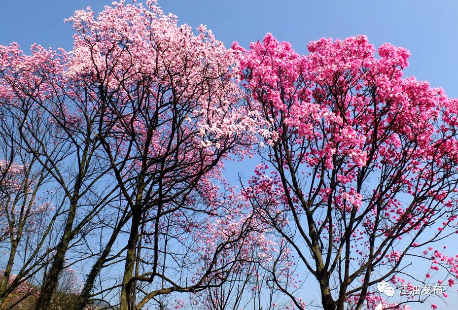 衢州市市花市树图片