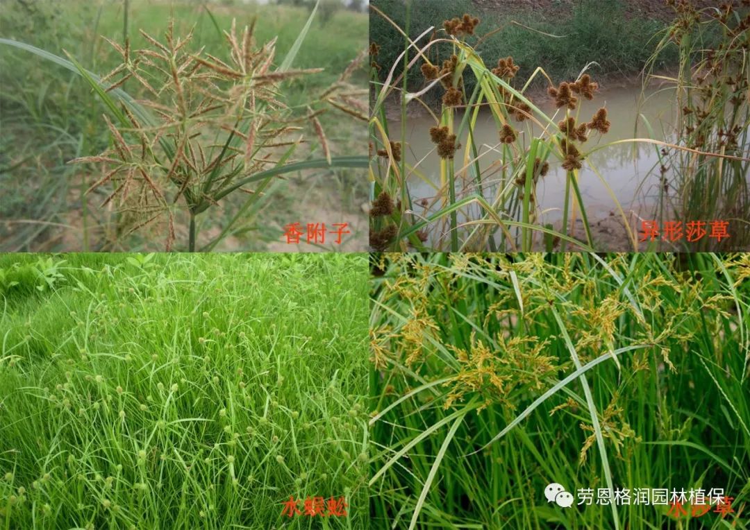 莎草科雜草的防除秘籍