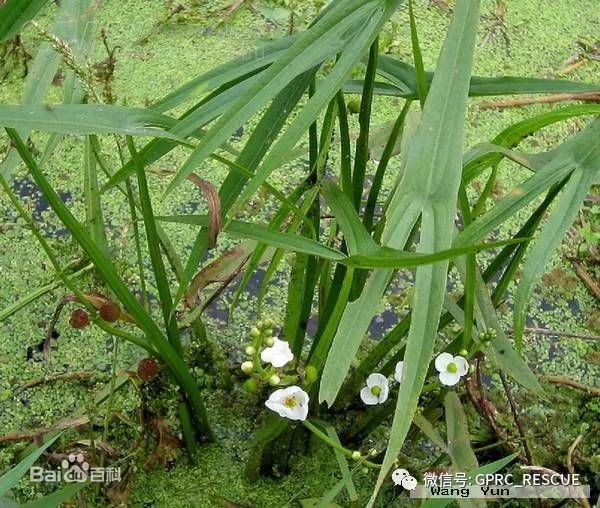 戶外知識中國常見野菜及其食用89茨菰慈姑燕尾草