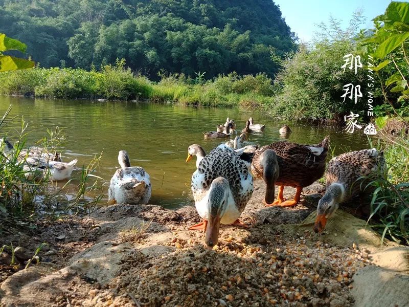 预售土鸭中的清水鸭稻田鸭