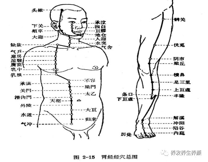 生命延续的根本足阳明胃经