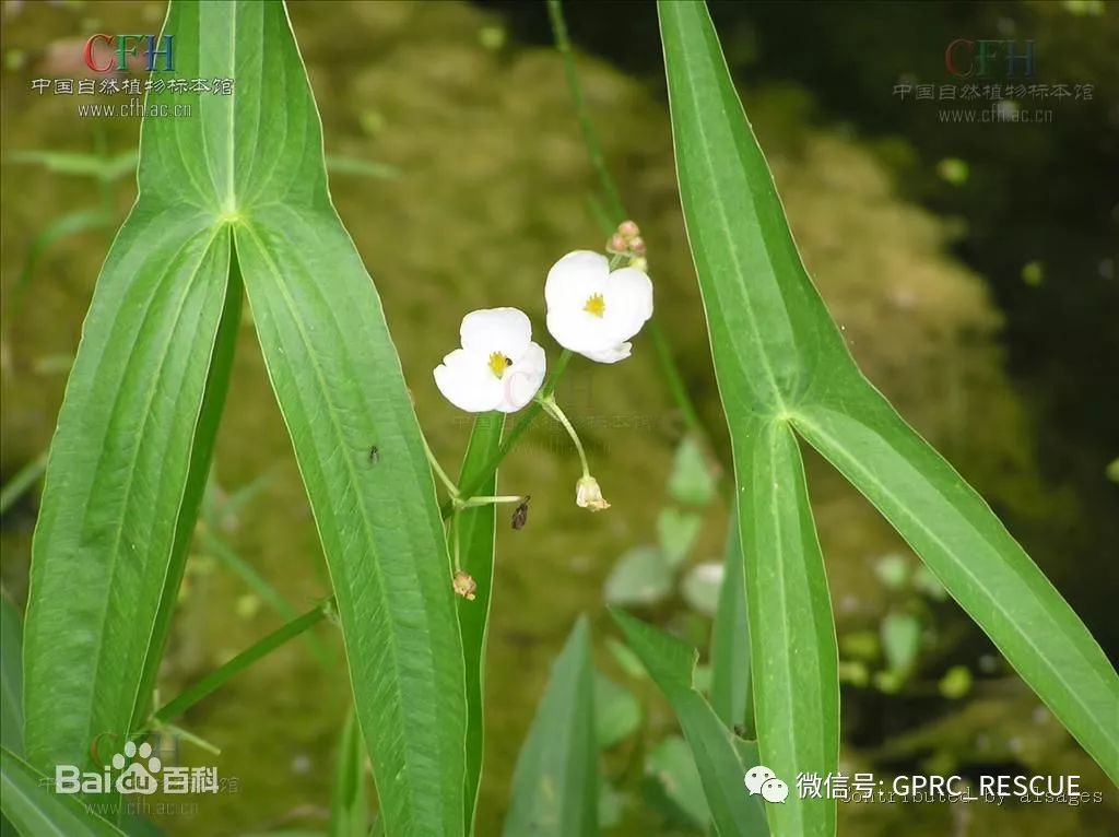 户外知识中国常见野菜及其食用89茨菰慈姑燕尾草