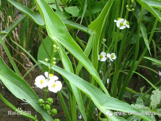 戶外知識中國常見野菜及其食用89茨菰慈姑燕尾草