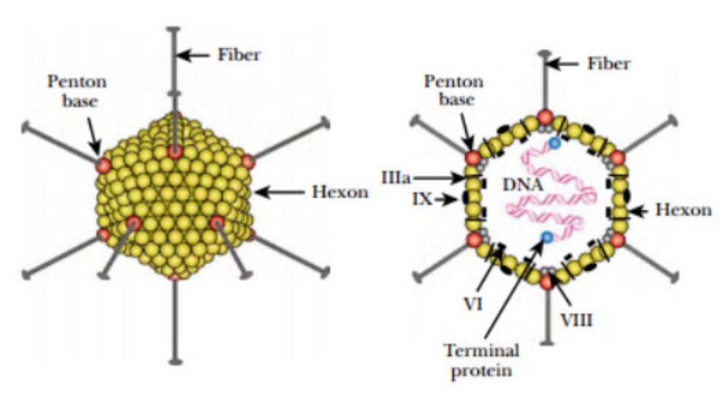 腺病毒结构示意图图片