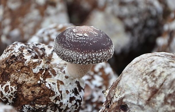 半粗纖維和木質素可保持腸內水分平衡吸收餘下的膽固醇,糖分將其排出