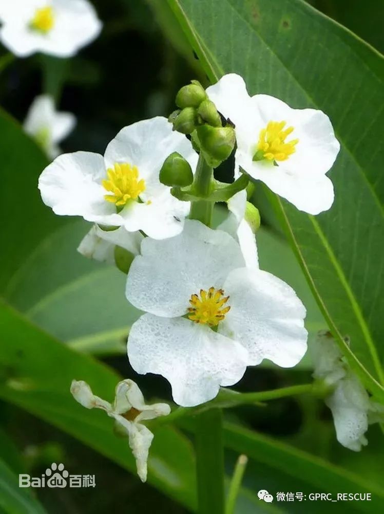 户外知识中国常见野菜及其食用89茨菰慈姑燕尾草