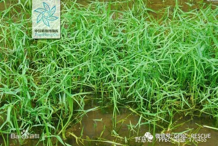 户外知识中国常见野菜及其食用89茨菰慈姑燕尾草