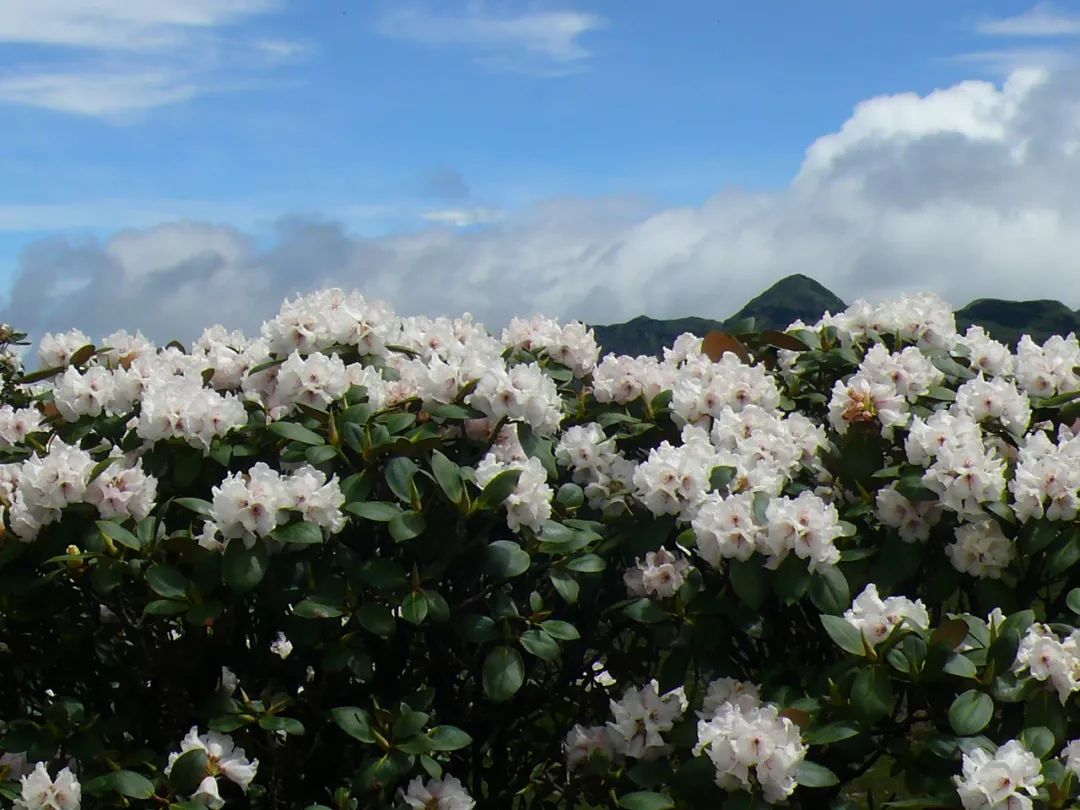 雪山杜鹃花照片图片