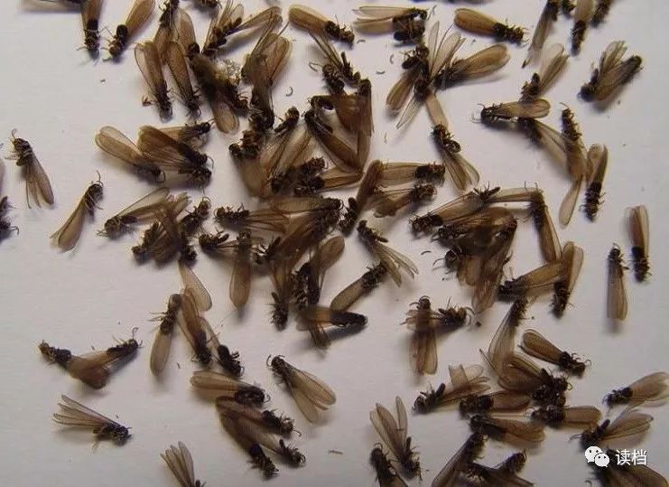 土栖白蚁——摧毁荆江大堤的隐形杀手