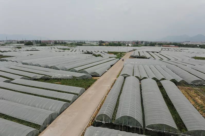 曹街村地处黄宅盆地,浦阳江流域两岸,杭金衢高速从村旁穿梭而过,村庄