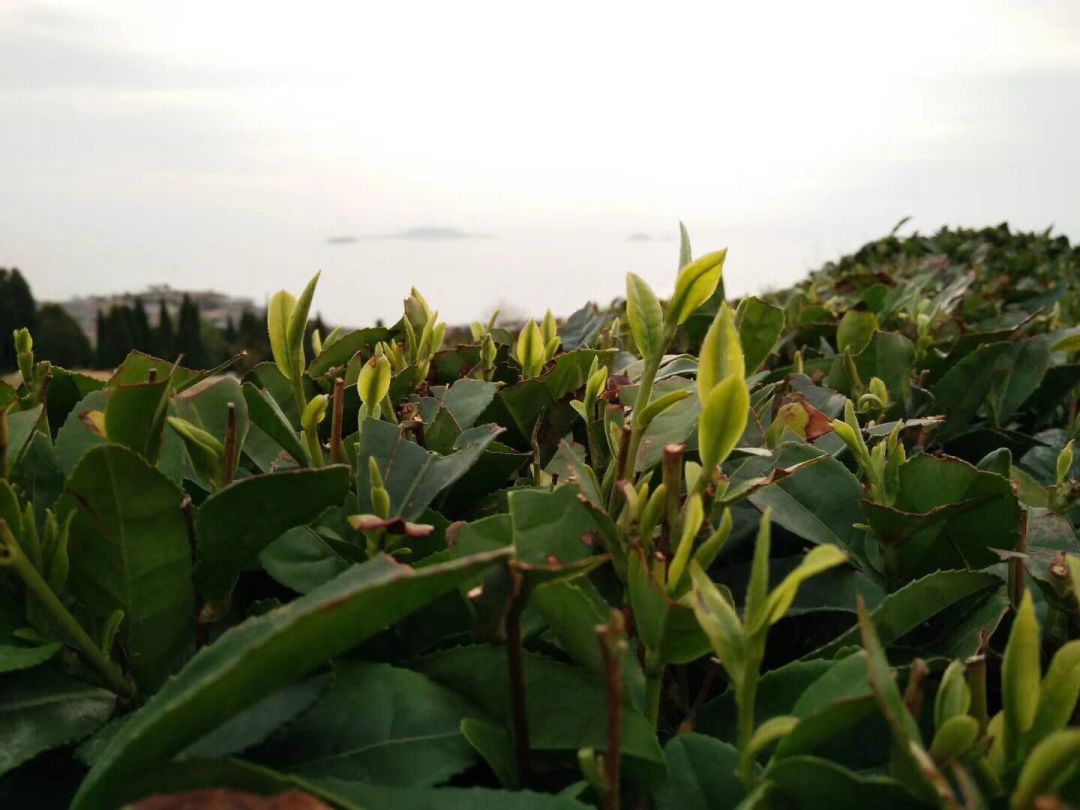 由於茶葉生長週期長,鮮葉選擇要求高,即使是那種有幾十年經驗的老採茶