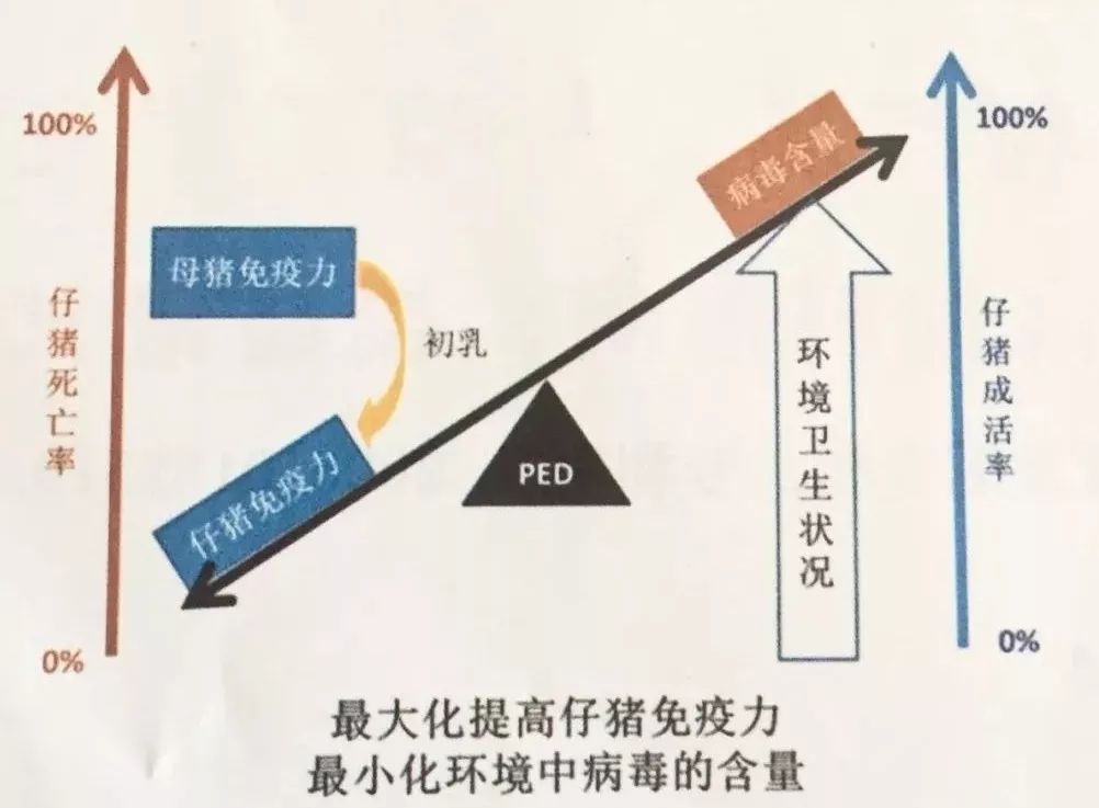 对于母猪稳定免疫力的建立,每个农场的