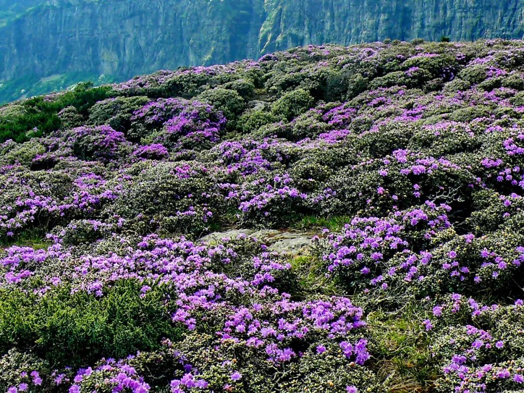 轿子雪山杜鹃花图片图片