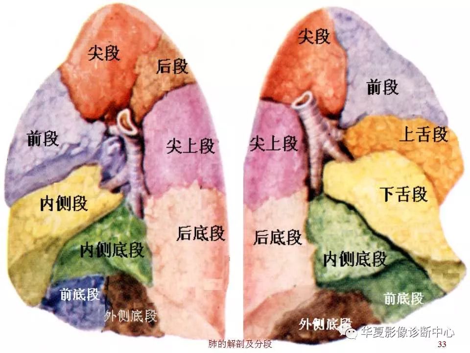 肺叶分段彩图图片