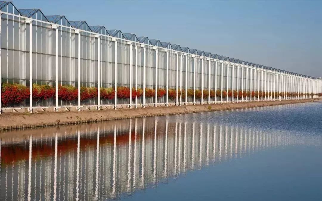 荷兰智能温室的现代农业四分之三的产品出口到世界各地