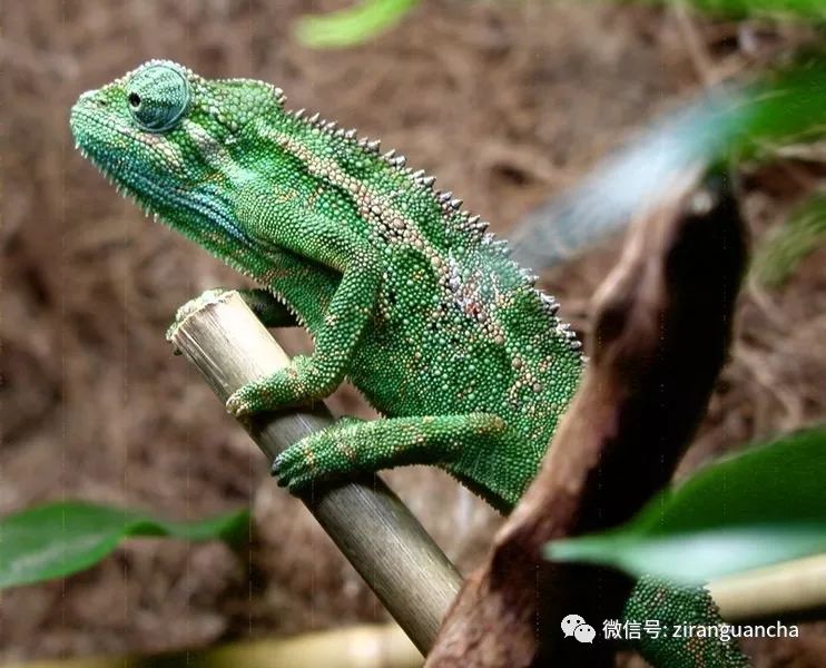 变色龙大放送神奇的生物