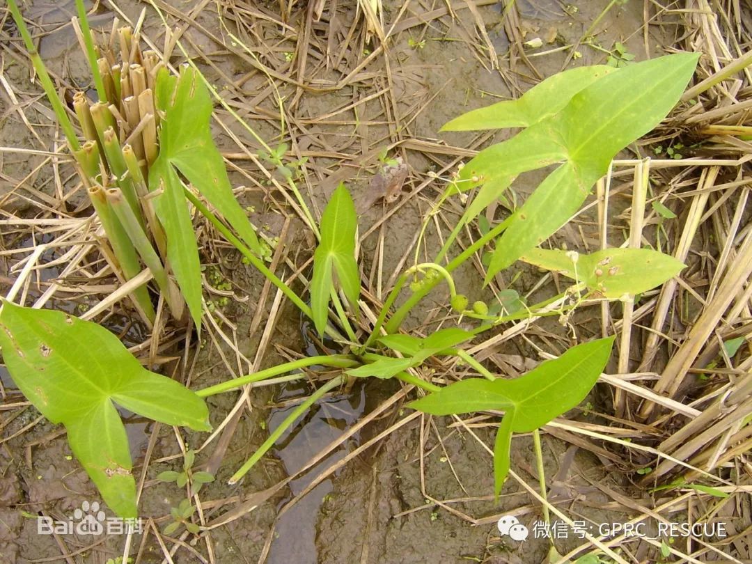 户外知识中国常见野菜及其食用89茨菰慈姑燕尾草