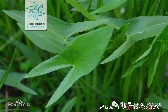 戶外知識中國常見野菜及其食用89茨菰慈姑燕尾草