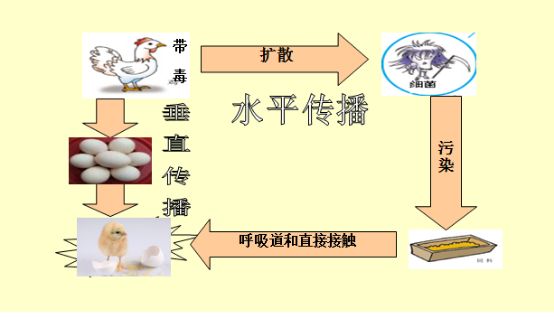 也可水平传播,主要以直接接触经呼吸道传染为主,也可通过吸血昆虫感染