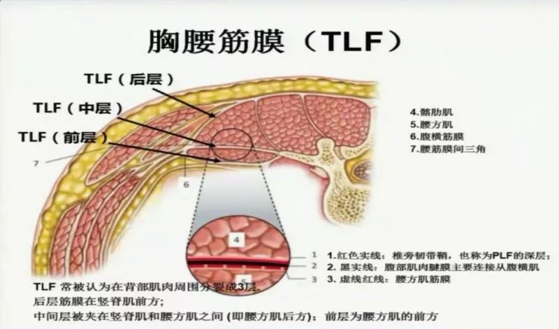 胸腰筋膜:这些神经前支离开各自的椎间孔后,在肋弓处越过肋缘,然后穿