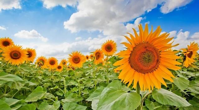 生如7月夏花般的狂野 为你流连人间花海