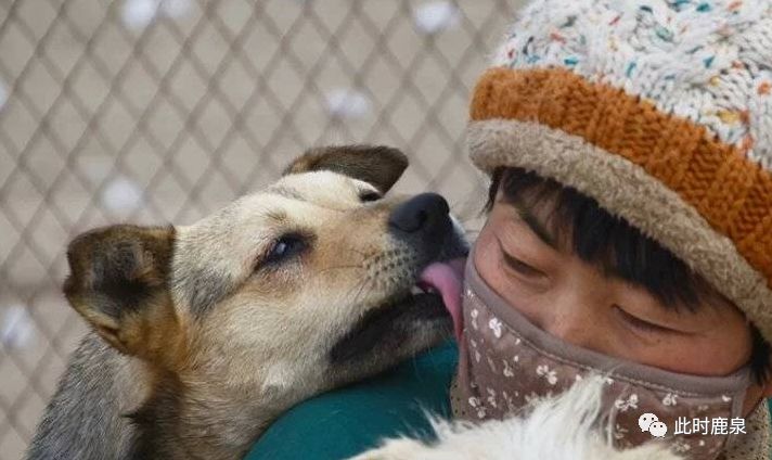 鹿泉热心大姐创建流浪犬爱心基地,600只狗等待爱狗人士领养