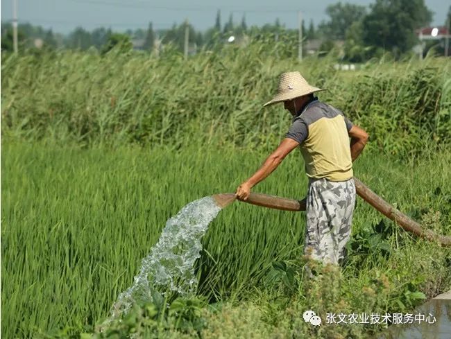 水稻排水图片图片