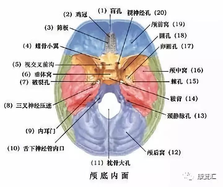 颅中窝的孔裂图片