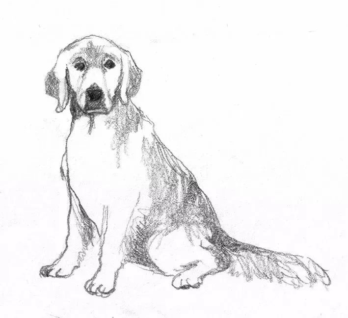 狗的碳素笔画图片