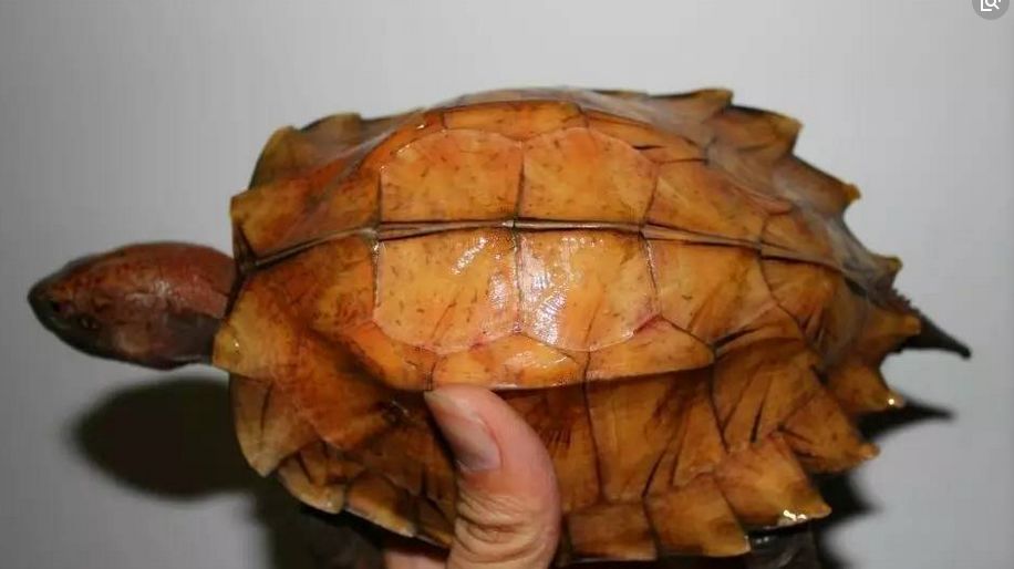 海南八角龟图片