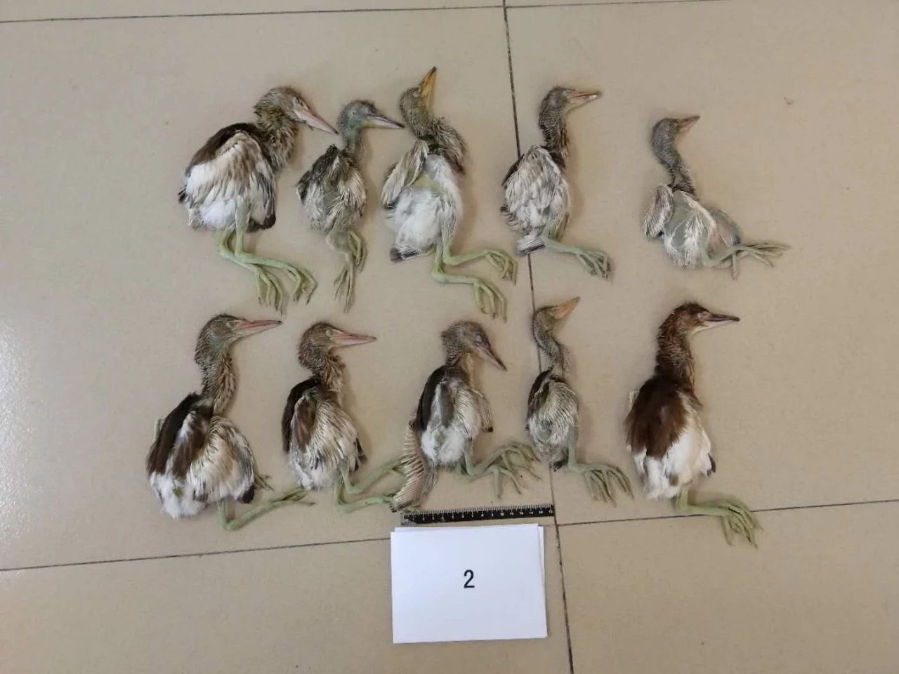 台山斗山4名男子非法捕猎小鹭鸟,今年破获的首宗非法狩猎案!