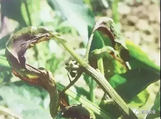 赣南种植蔬菜又到辣椒病毒病流行季节如何与螨害激素中毒区分防治