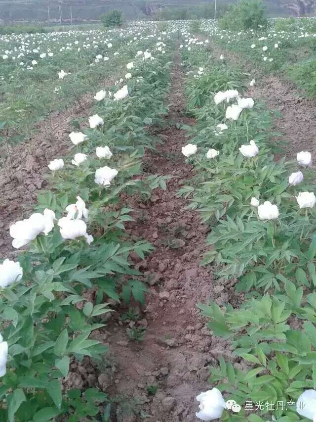 油用牡丹种植技术区域分析