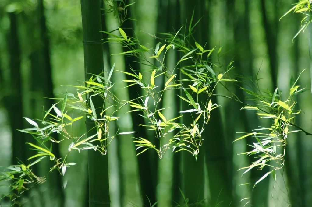 夏天,我想在竹林聽一耳青青色