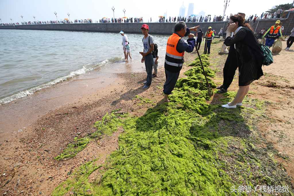 浒苔绿潮入侵青岛栈桥海域,零星浒苔越过防浒网被浪冲到岸上堆积.