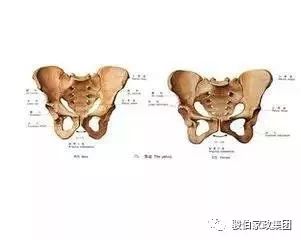 软产道的组成部分图片