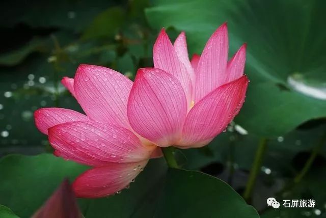 一湖水雲間,煙雨楊柳岸,詩意淡淡,夢墜枝頭.