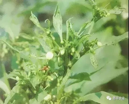 赣南种植蔬菜又到辣椒病毒病流行季节如何与螨害激素中毒区分防治