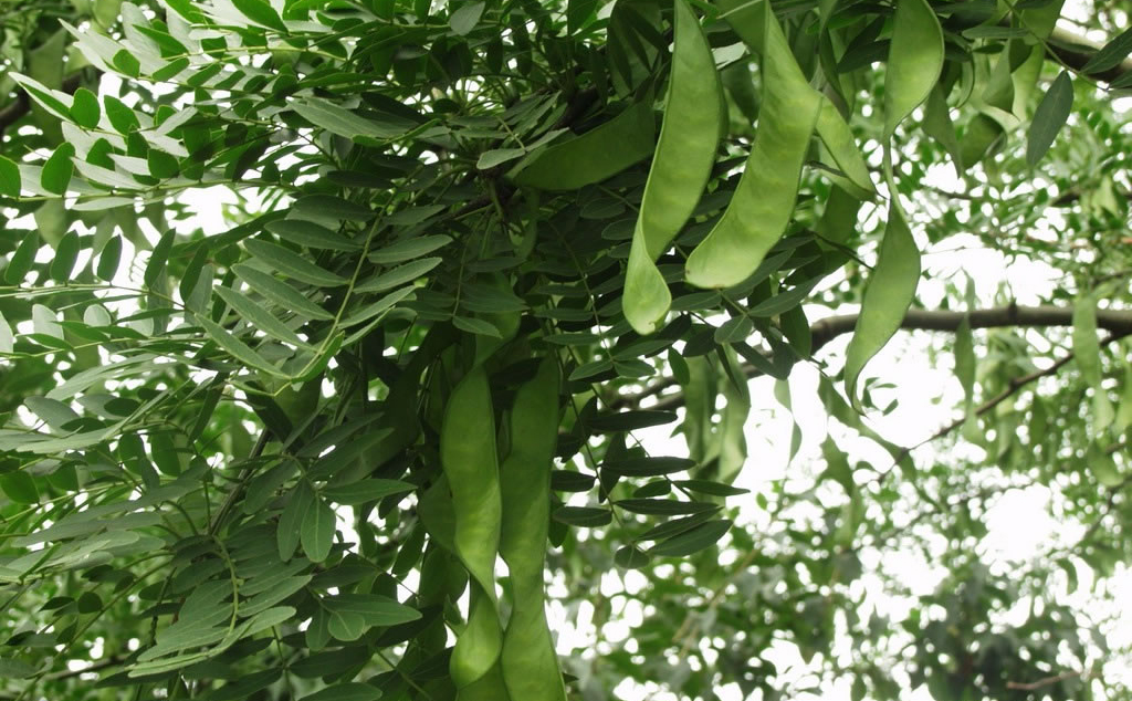 用途廣泛的皂角樹種植前景如何