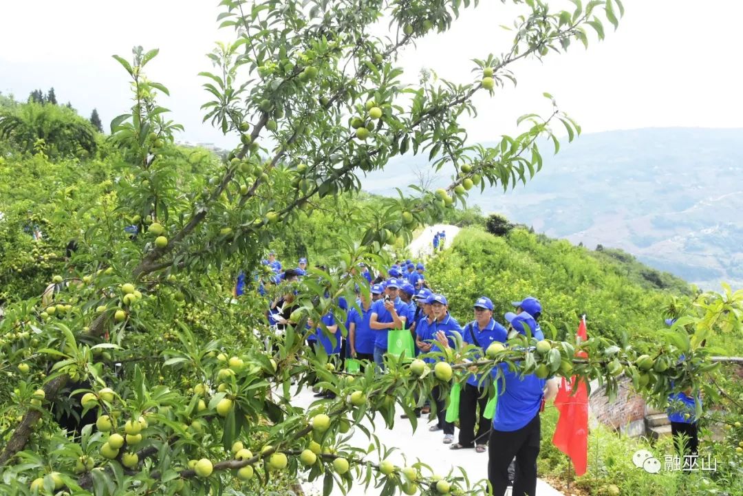 培训!巫山脆李采摘也有窍门