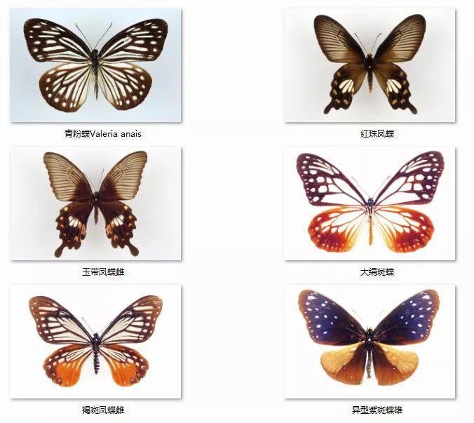 蝴蝶分布区域及种类图片